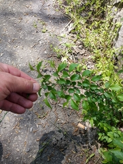 Ulmus pumila
