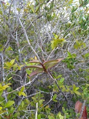Epidendrum cinnabarinum