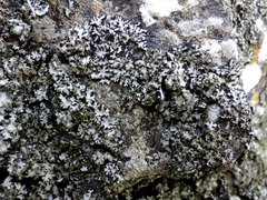 Phaeophyscia hispidula