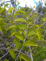 Schoepfia brasiliensis