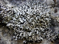 Phaeophyscia hispidula