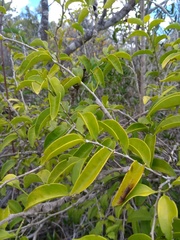 Schoepfia brasiliensis