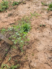 Chenopodium album album