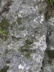 Phaeophyscia hispidula