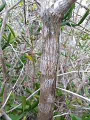 Schoepfia brasiliensis