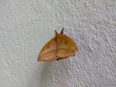 Catacantha ferruginea