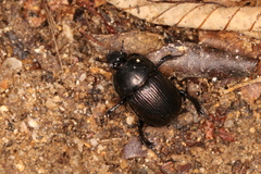 Phelotrupes laevistriatus