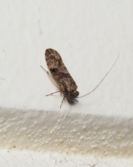 Myopsocidae