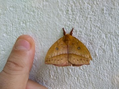 Catacantha ferruginea