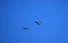 Theristicus melanopis