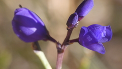 Polygala microphylla
