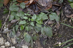 Omphalodes cappadocica