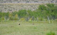 Theristicus melanopis