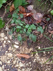 Omphalodes cappadocica