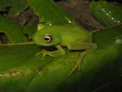 Boana cinerascens