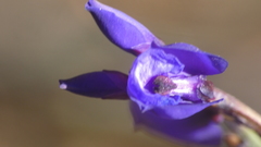 Polygala microphylla