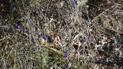 Polygala microphylla