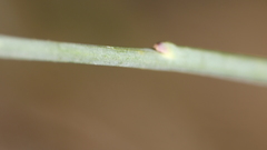 Polygala microphylla