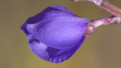 Polygala microphylla