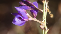 Polygala microphylla