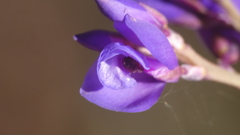 Polygala microphylla