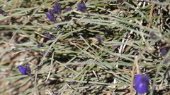 Polygala microphylla
