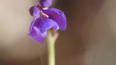 Polygala microphylla