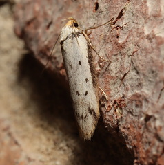 Philobota thiocrossa