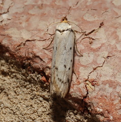 Philobota thiocrossa