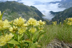 Gentiana burseri