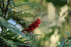 Stenorrhynchos glicensteinii