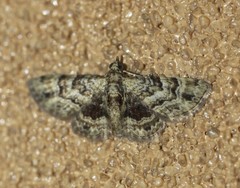 Gymnoscelis lophopus