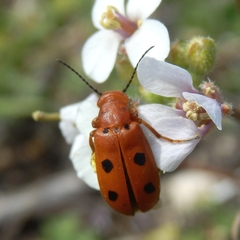 Leptopalpus rostratus