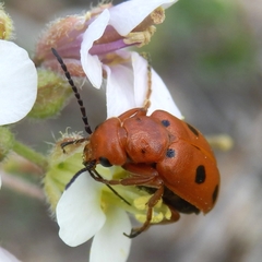 Leptopalpus rostratus