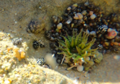 Isoaulactinia stelloides