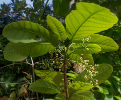 Sterculia shillinglawii