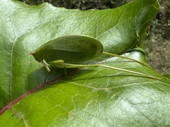 Cosmophyllum