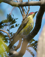 Sphecotheres vieilloti