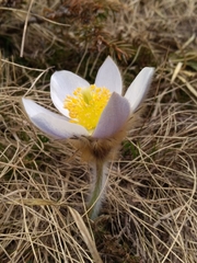 Pulsatilla vernalis