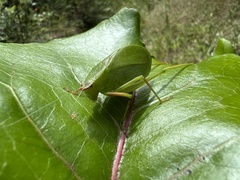 Cosmophyllum