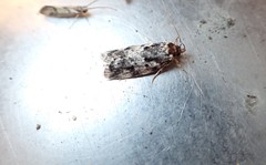Barea exarcha