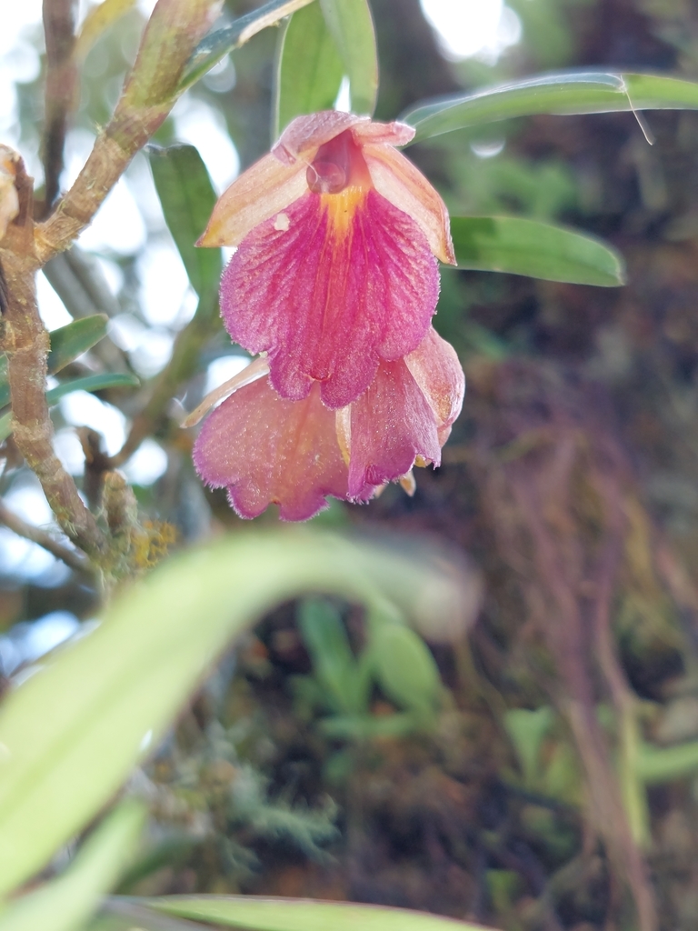 Epidendrum cleistocoleum