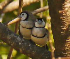 Stizoptera bichenovii