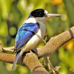 Todiramphus macleayii