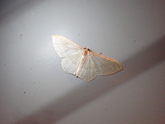 Poecilasthena pulchraria
