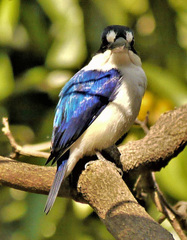 Todiramphus macleayii