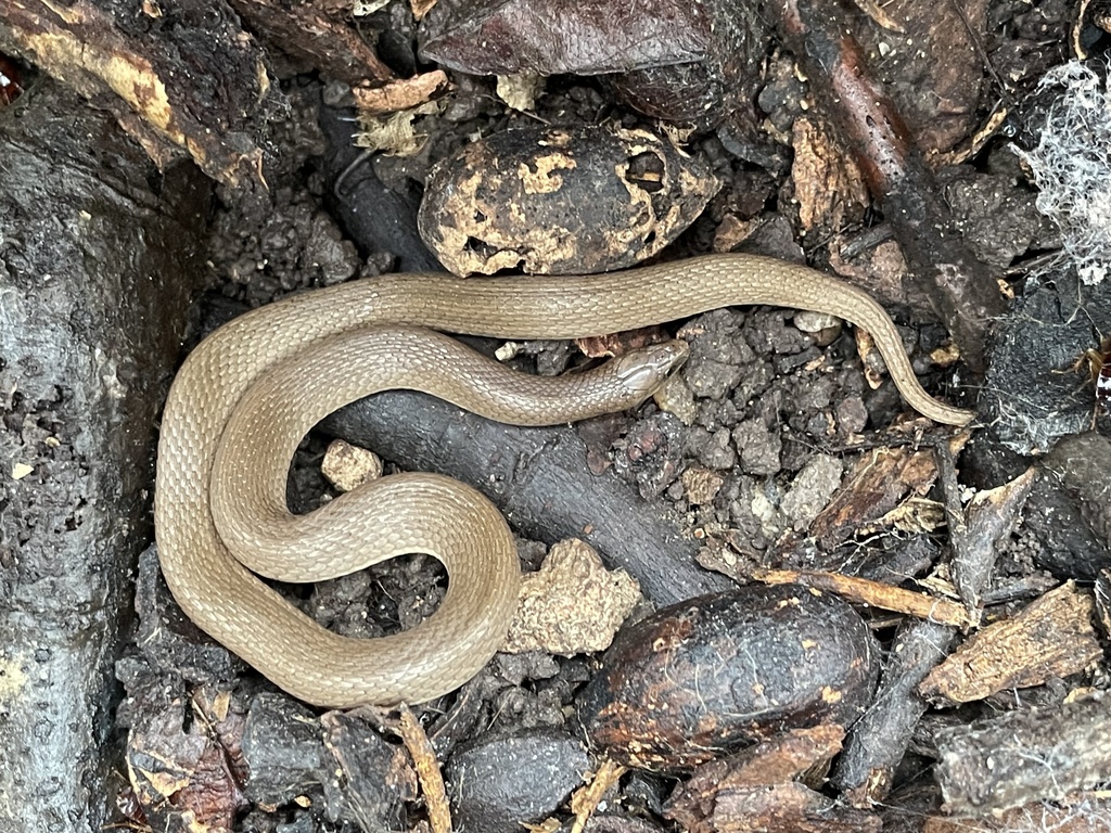 Rough Earthsnake from E Dean Keeton St, Austin, TX, US on February 01 ...