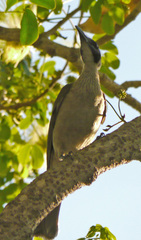 Philemon citreogularis