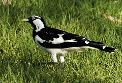 Grallina cyanoleuca
