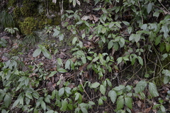 Euonymus leiophloeus